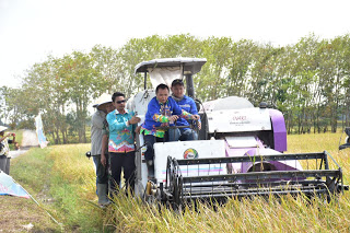 Wakil Bupati Way Kanan Hadiri Panen Raya