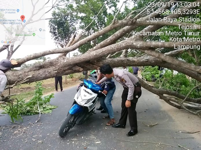 Pohon Besar tumbang beruntung tidak ada korban jiwa