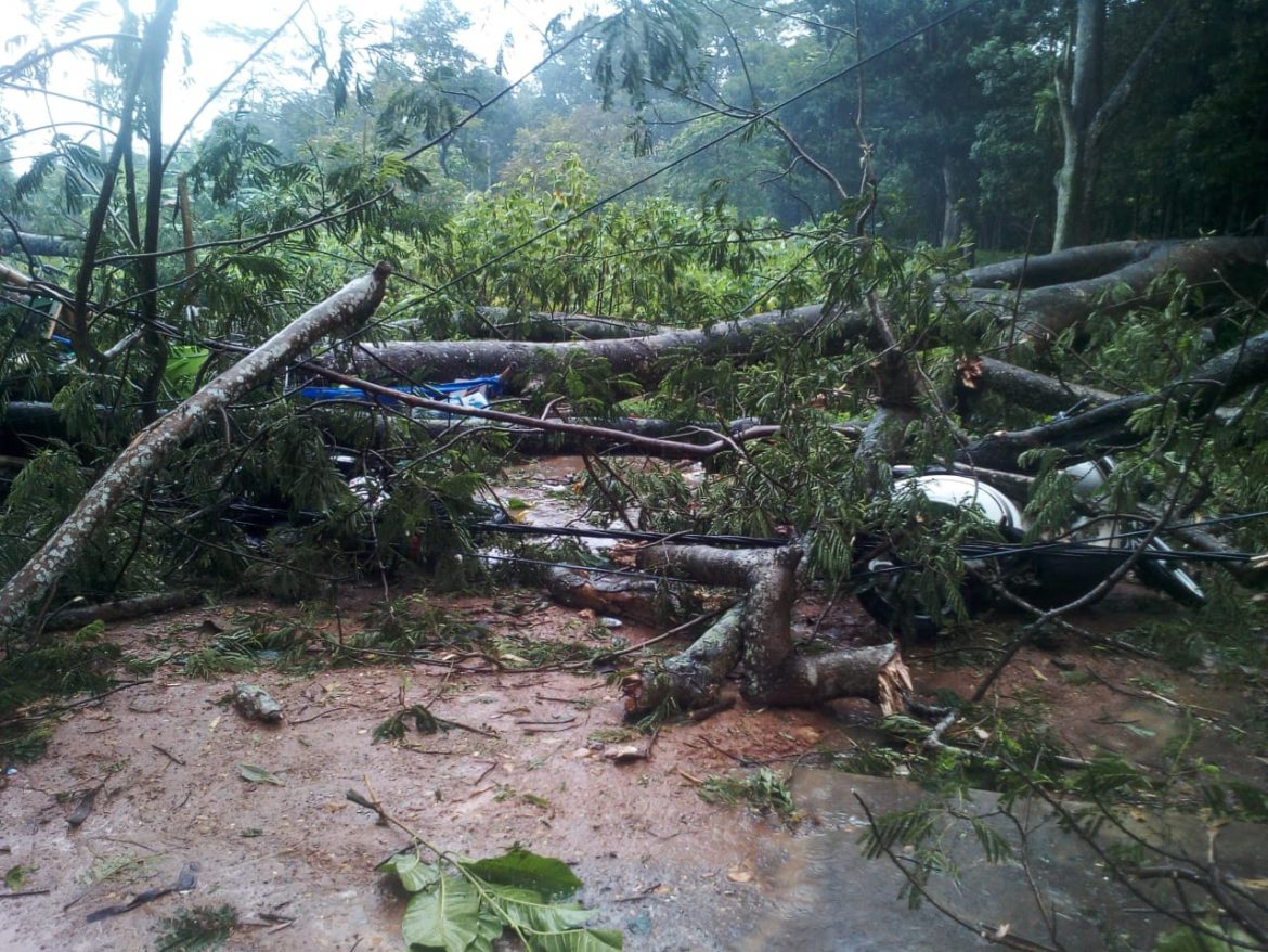 Hujan Deras dan Angin Kencang Akibatkan 2 Pohon Tumbang di Metro