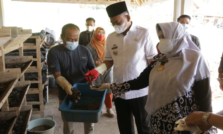 Budidaya Maggot Solusi Sampah dan Potensi Ekonomi