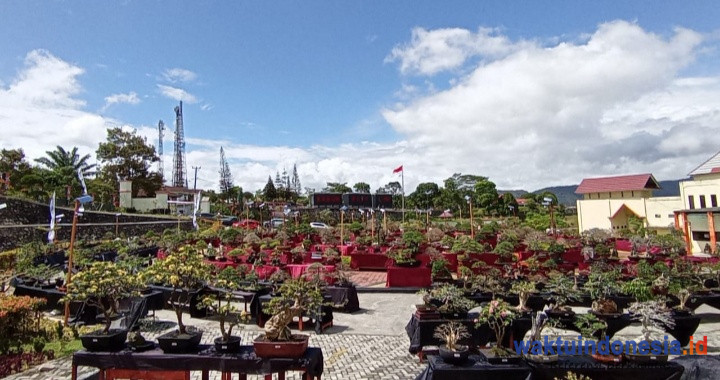Gebyar Bonsai Bumi Sekala Bekhak 2021 di Buka Besok