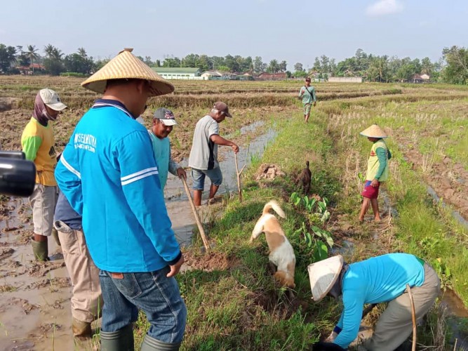Basmi Hama, Petani Di Margodadi Tangkap 2 Karung Tikus