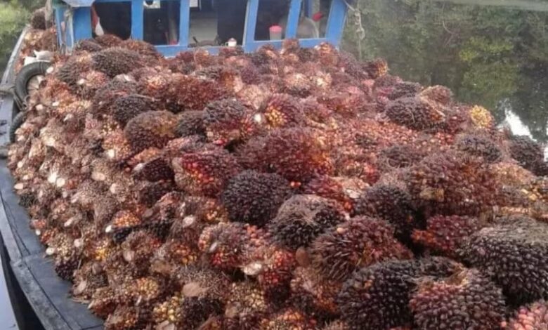 Harga Sawit di Mesuji Lampung Melonjak