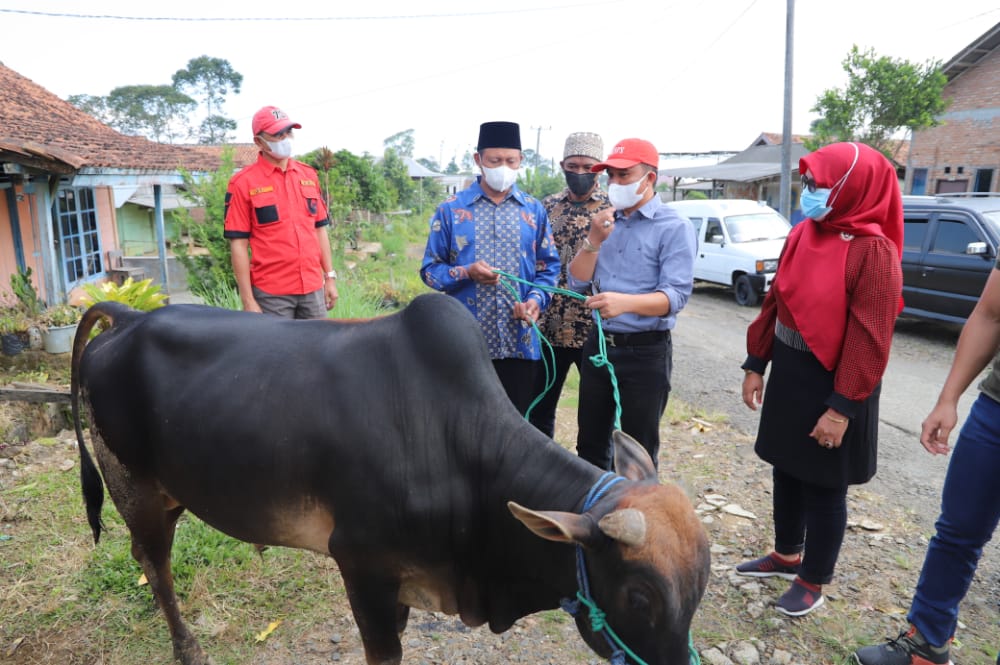 Pemkab Lampung Barat Berikan Sapi Kurban di Dua Kecamatan