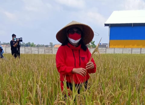 Ancilla Hernani Lakukan Panen Perdana Padi MSP