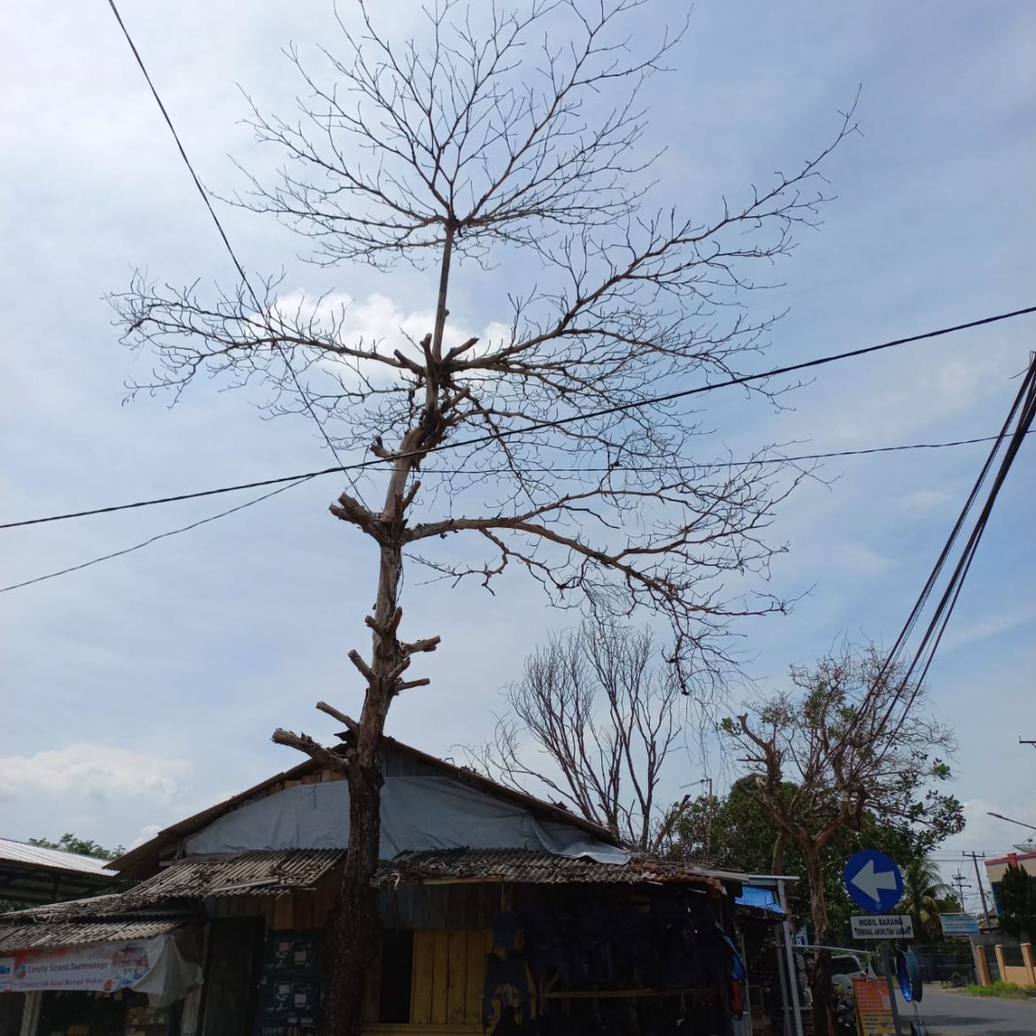 Pohon Kering Ancam Keselamatan Pedagang Pasar Tejoagung