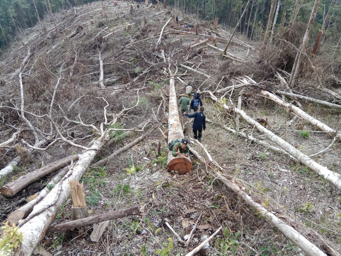 PD Muhammadiyah Lambar Kecam Perambah Hutan