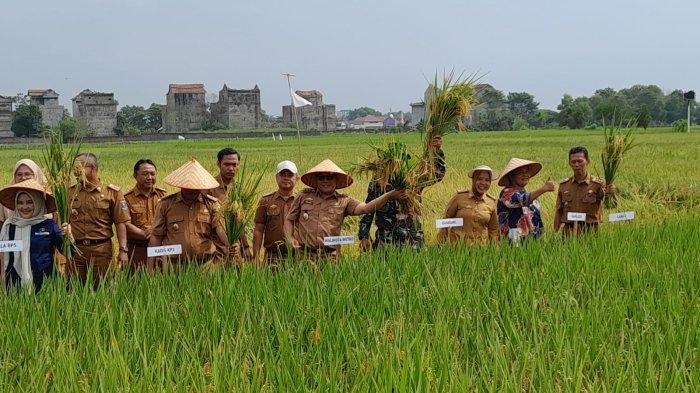 Panen Raya, Petani di Metro Raup Rp 45 Juta per Hektare