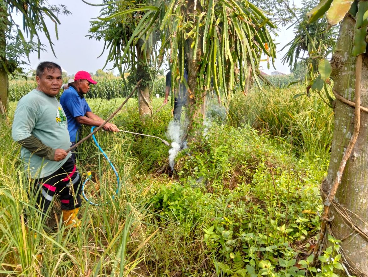 Puluhan Hektare Sawah di Metro Barat Terancam Gagal Panen
